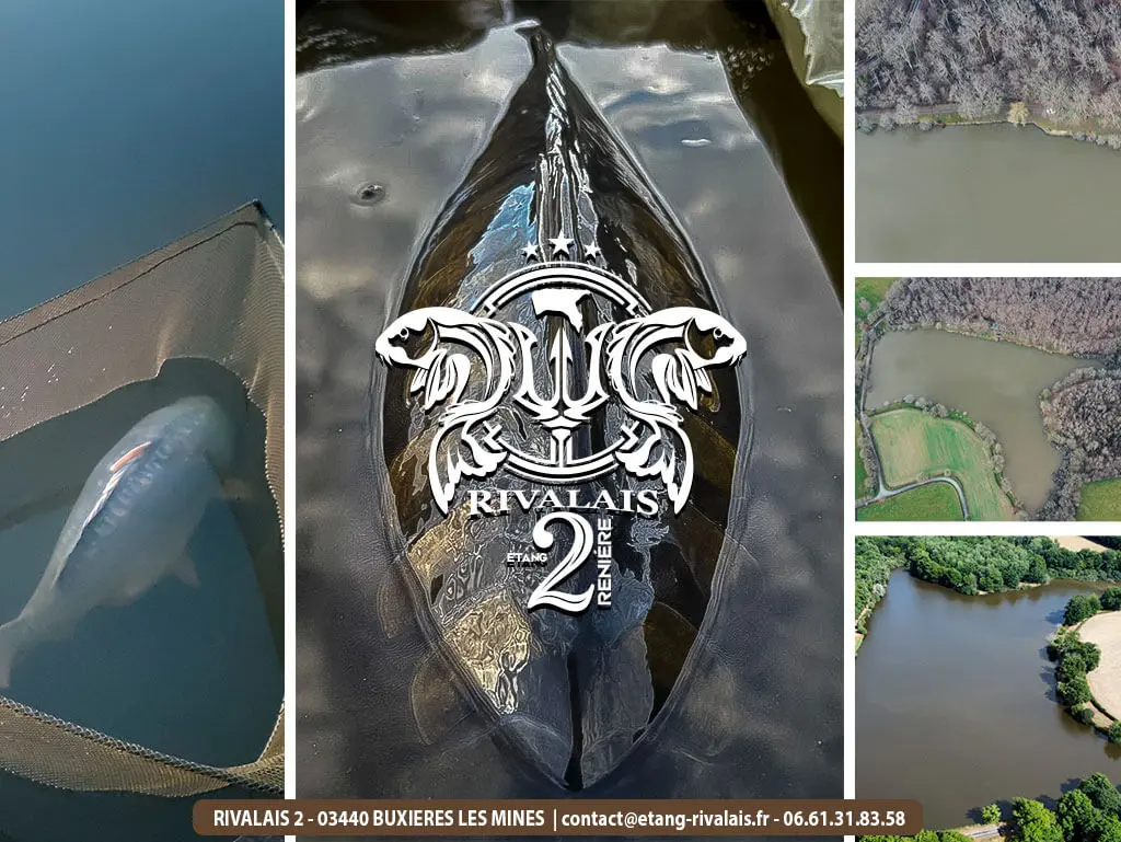 ETANG RENIERE - RIVALAIS 2 - Buxières-les-Mines - 03440 - Allier - Auvergne - Peche de la carpe